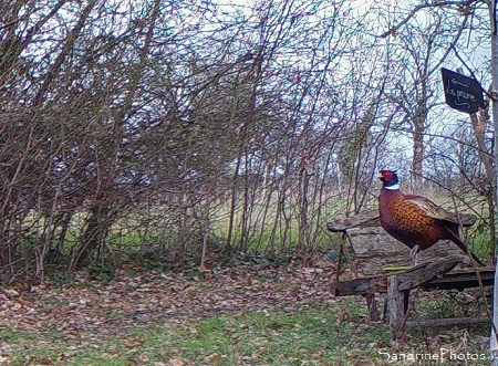Une nouvelle année au Verger 01-24-2019 Faisan de Colchide sur la brouette, Refuge LPO Le Verger Bouresse, Sud-Vienne, Nouvelle-Aquitaine (25)