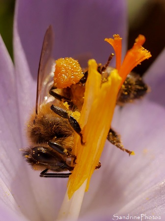 Abeille domestique sur un crocus Abeille domestique sur crocus, Le Verger, refuge LPO Bouresse 86 Sud-Vienne (22)