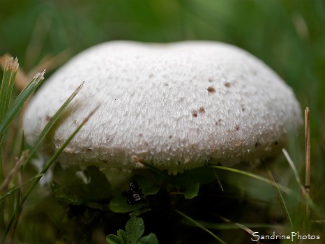 Agaric champêtre Agaric champêtre, Rosé des prés, Agaricus campestris, Agaricaceae, Champignons, Jardin, le Verger, Bouresse 86 (38)