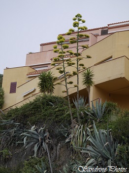 Agave d'Amérique Agave americana, Plante cactus, Collioure (42)
