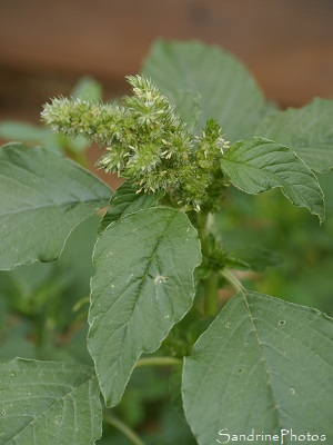 Amarante réfléchie Amarante réfléchie, Amaranthus retroflexus, Fleurs sauvages vertes, Le Verger, Bouresse (28)