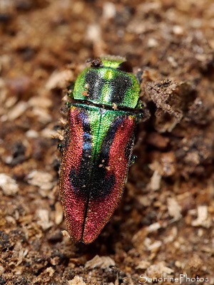 Anthaxie étincelante Anthaxie étincelante, Anthaxia candens, Buprestidae, Coléoptère vert et rouge métallisé, Le Verger, Bouresse (20)
