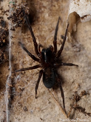 Ségestrie florentine Araignée noire sous les dalles du cabanon, Segestria florentina, Ségestrie florentine, Arachnides, Le Verger, Refuge LPO Bouresse, Sud-Vienne (33)