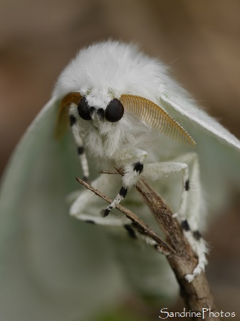 L-noir Arctornis L-nigrum, L-noir, Papillon de nuit, Lymantriidae, Refuge LPO le Verger, Bouresse 86 (25)