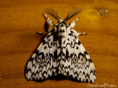 Le Bombyx moine Bombyx moine, Lymantria monacha, Lymantriidae, Papillon de nuit noir et blanc, Joncels, Joncelets, Gîte des libellules 34 (9)