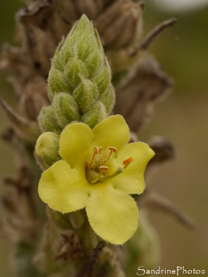 Une année de fleurs sauvages-Le Bouillon blanc Bouillon blanc, Bonhomme, Fleurs sauvages jaunes, Verbascum thapsus, yellow wild flowers, Le Verger, Bouresse, Biodiversité du Sud-Vienne (18)