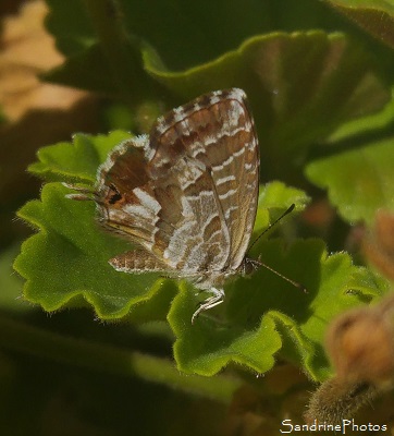 Brun des Pélargoniums Brun des Pelargoniums, Cacyreus marshalli, Lycaenidae, Thècle sur Géranium, Papillon de jour, Mothes and Butterflies, Poitiers (5)