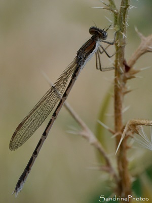 Brunette hivernale Brunette hivernale, Leste brun, Sympecma fusca, Lestidae, Libellules, Odonates, Le Verger, Bouresse, Biodiversité du Sud-Vienne (8)