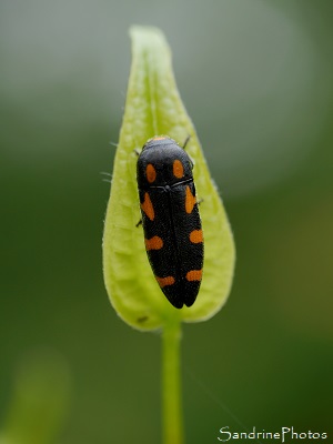 Bupreste à taches jaunes Bupreste à taches jaunes, Ptosima flavoguttata, Insecte noir et orange, Coléoptères, Le pâtural des chiens, Champagné Saint-Hilaire 2015