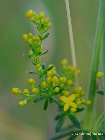 Caille-lait jaune Caille-lait jaune, Gaillet jaune, Galium verum, Fleurs sauvages jaunes, Le Verger, Bouresse (32)