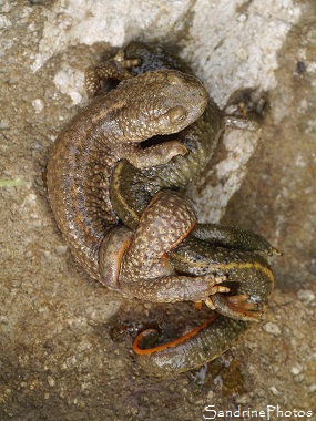 Calotritons des Pyrénées Calotritons des Pyrénées mâle et femelle accouplés, Calotriton asper, Euprocte des Pyrénées, Salamandridae, La Dent d`Orlu, Ariège, juillet 2016