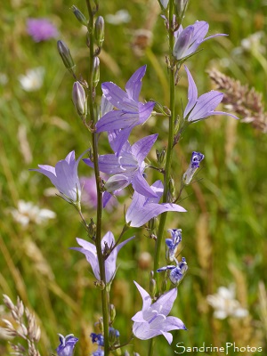 Campanule raiponce Campanule raiponce, Campanula rapunculus, Fleurs sauvages bleues, le Verger, Refuge LPO, Bouresse(23)