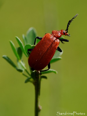Cardinal à tête rouge Cardinal à tête rouge, Pyrochroa serraticornis, Pyrochroidae, Grand coléoptère rouge, Jardin, Le Verger, Bouresse, Biodiversité du Sud-Vienne 86 (44)