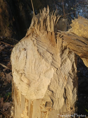 Des Castors d'Europe dans la Vienne Castor d`Europe, Castor fiber, Tronc d`arbre coupé par un castor, le long de la Vienne, sous Roche, Queaux 86, Sud-Vienne (5)