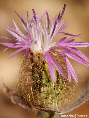 Centaurée à un capitule Centaurée à un capitule, Centaurea uniflora, Chemin de la Fleyssière, Joncelet, Gîte des Libellules 34 (21)