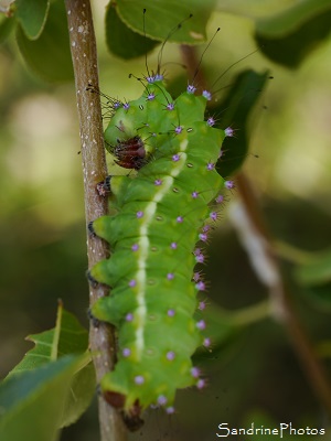 Chenille de Grand Paon de nuit Chenille de Grand Paon de nuit, the giant Peacock moth, Saturnia pyri, Saturniidae, Cirque de Navacelles, Cévennes, 2017 (112)