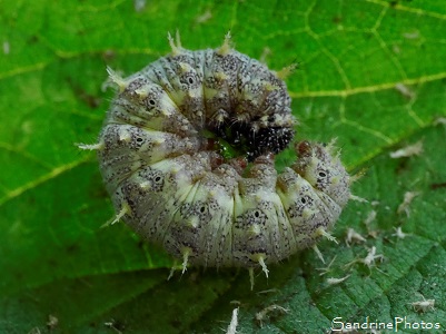 Forme claire de la chenille de Vulcain et vidéo d'une chenille parasitée Chenille de Vulcain, Vanessa atalanta à forme claire, Chenille grise et verte dans une feuille d`ortie, Nymphalidae, Biodiversité de la région Sud-Vienne, Bouresse 86 (6)