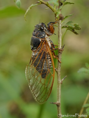 Cigale rouge Cigale rouge, Tibicina heamatodes, Cicadidae, Hémiptères, Gîte des Libellules, Joncels, Joncelets, Languedoc-Roussillon, Occitanie (10)