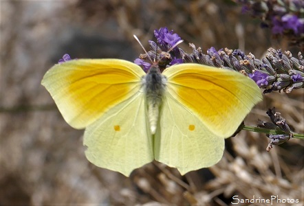 Citron de Provence Citron de Provence, Gonepteryx cleopatra, Pieridae, Papillons de jour, Cévennes, Saint-Martial, Gard (19)