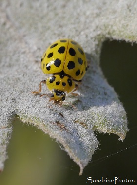 Coccinelle à 22 points Coccinelle à 22 points, Psyllobora vigintiduopunctata, jaune et noire, Jardin, le Verger, Bouresse, 86, Sud-Vienne, Biodiversité en région Nouvelle-Aquitaine (33)