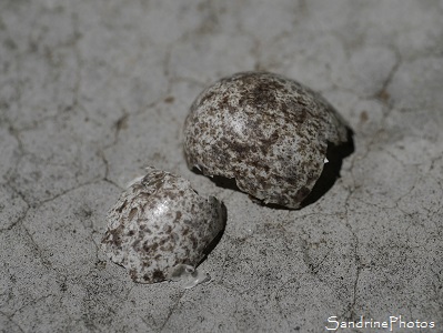 Naissance de petits Moineaux domestiques Coquille d`oeuf de Moineau domestique, Passer domesticus, Oiseaux de nos jardins, Rue du Bureau, Bouresse 86, Biodiversité du Sud-Vienne (1)
