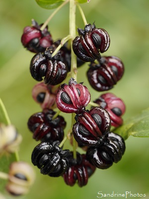 Corroyère à feuilles de myrte Corroyère à feuilles de myrte, Coriaria myrtifolia, Arbres et arbustes, Occitanie, Plante toxique, Joncels (18)