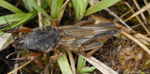 Courtilière commune Courtilière, Taupe-grillon, Taupette, Gryllotalpa gryllotalpa, Orthoptères, Insectes, Autour de l`Etang de Miel, Corrèze 2016 (28)