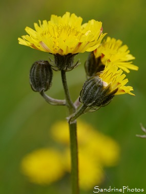 Crépide à feuilles de pissenlit Crépide à vésicules, Crepis vesicaria, Fleur jaune sauvage, Yellow wild flower, Jardin, Le Verger, Bouresse 86, Biodiversité du Sud-Vienne (147)