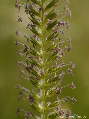 Crételle des prés Crételle des prés, Cynosurus cristatus, Poacaea, Graminées, prairie, Le Verger, Refuge LPO, Bouresse (25)