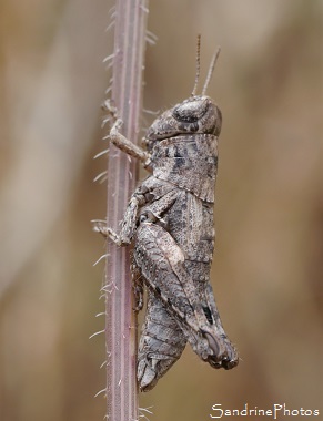 Le Criquet pansu Criquet pansu, Pezotettix giornae, Acrididae, Orthoptères, Criquet gris, Jardin, le Verger, Bouresse 86, Poitou, Biodiversité en région Nouvelle-Aquitaine (36)