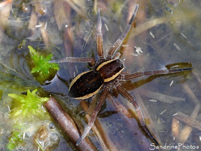 Dolomède des marais Dolomède des marais femelle, Dolomedes fimbriatus, Araignée des marais, Corrèze, Plateau de Millevaches, Ruines de Cars, tourbières (22)