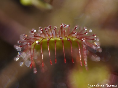 Drosera à feuilles rondes Drosera à feuilles rondes, Rossolis, Drosera rotundifolia, Droséracées, Plantes insectivores, Balade autour de l`étang de Miel, Brive, Corrèze (6)