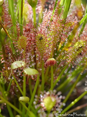 Drosera intermédiaire Drosera intermédiaire, Drosera intermedia, Rossolis, Feuilles allongées, Plante carnivore, insectivore, Autour de l`Etang de Miel, Corrèze 2016 (103)