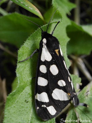 Ecaille fermière Ecaille fermière, Epicallia villica, Arctiidae, papillons de nuit, Le Verger, Bouresse 86, Biodiversité du Sud-Vienne (8)