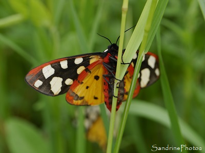Ecaille fermière Ecaille fermière, Epicallia villica, papillon de nuit noir et blanc, rouge et jaune, Le Verger, Bouresse (21)