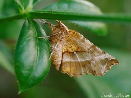 Ennomos illunaire Ennomos illunaire, Selenia dentaria, Papillons de nuit, Le Verger, Bouresse, Biodiversité du Sud-Vienne (32)