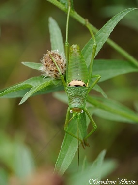 Ephippigère carénée, Uromenus rugosicollis, Grosses Sauterelles vertes, Gîte de Couchet, Condom (8)