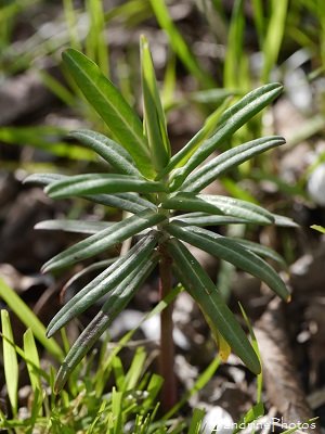 Euphorbe épurge, Herbe à taupe Euphorbe épurge, Herbe à taupe, Euphorbia Lathyris, Fleurs sauvages du jardin, Le Verger, Bouresse 86, Biodiversité du Sud-Vienne (4)
