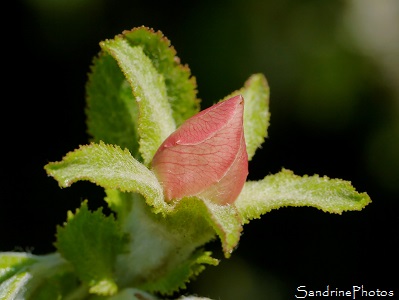 Cognassier Géant du Portugal Fleur de Cognassier en bouton, Arbres fruitiers, Fruit trees, Quince tree, Quinces, Bouresse, le Verger 86, Sud-Vienne, Poitou (4)