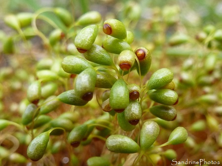 Funaire hygromètre Funaire hygromètre, Funaria hygrometrica, Funariaceae, Bryophyte, Mousse, Le Verger, Bouresse, Biodiversité du Sud-Vienne (12)