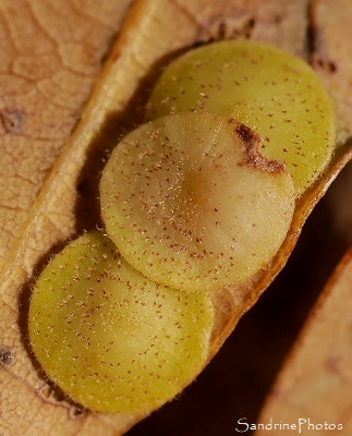 Galle sur feuille de chëne (Cynips) Galle plate sous feuille de chêne, Neuroterus quercusbaccarum, lentille ronde, jaune et plate, Le Verger, Refuge LPO Bouresse, Sud-Vienne (20)