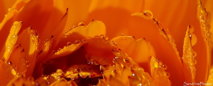 Souci sous la pluie Gouttes d`eau et fleur de soucis, couleurs d`automne, orange, le Verger Bouresse