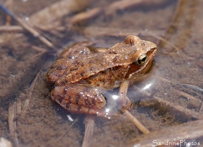 Grenouille rousse Grenouille rousse, Rana temporaria, Batraciens, Corrèze, Plateau de Millevaches, Tourbières du Longeyroux