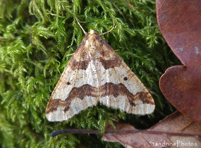Hibernie défeuillante Hibernie défeuillante, Erannis defoliaria, Geometridae, Papillon de nuit, Forêt de Gouex, La Vallée aux chailles, Sud-Vienne 86 (18)