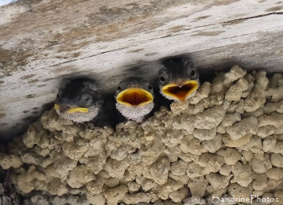 Hirondelle de fenêtre Hirondelles de fenêtre, Delichon urbica, Nids d`hirondelles dans la rue du Bureau, Oiseaux de nos jardins, Bouresse, Sud-Vienne 86 (26)