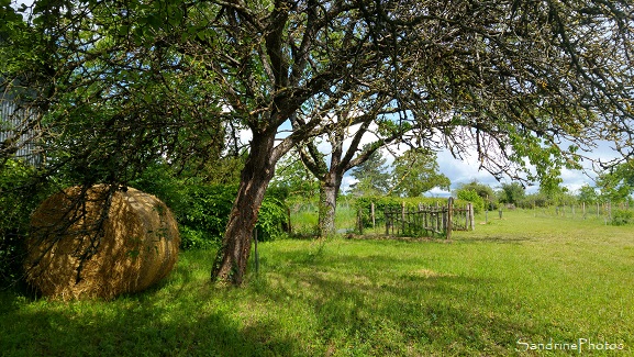 Refuge LPO Le Verger Jardin, Refuge LPO le Verger, Bouresse, Botte de paille et vieux portail en bois, Sud-Vienne 86 (81)