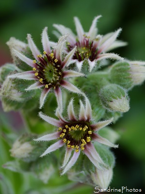 Joubarbe des toits Joubarbe des toits, Sempervivum tectorum, Fleur succulente, Plante grasse, Saint Martial, Fougairolles, Gard 2017(16)