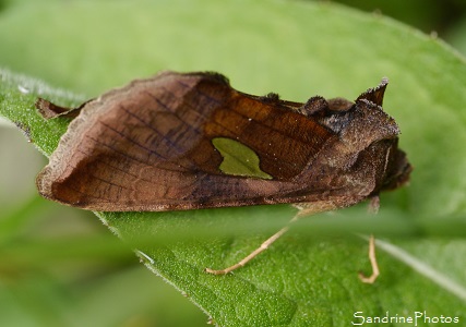 La feuille d'or La Feuille d`or, Autographa bractea, Papillon de nuit, Mothes and Butterflies, Orlu, Ariège, juillet 2016 (8)