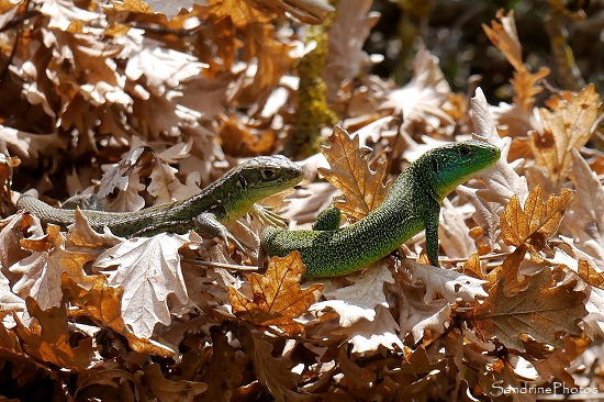 Lézard vert occidental Lézard vert occidental, mâle et femelle, le Verger, Bouresse, refuge LPO 86