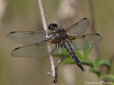 Libellule à quatre taches Libellule à quatre taches, Libellula quadrimaculata, Odonates, Libellule près de la mare, le Verger, Bouresse, Sud-Vienne 86